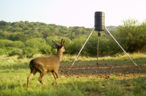 sika deer art